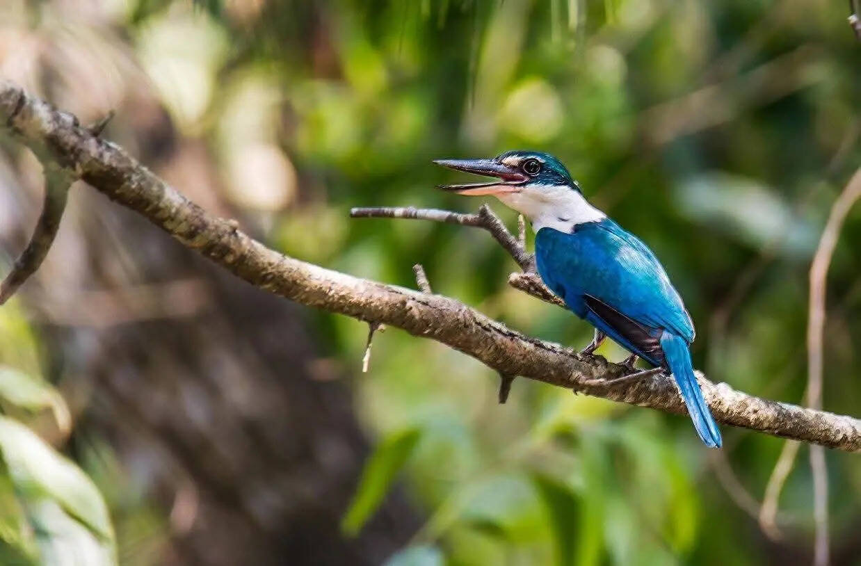 60ec6047-77c3-4e45-9856-654da6a93bc1_Collared_kingfisher_1.jpeg