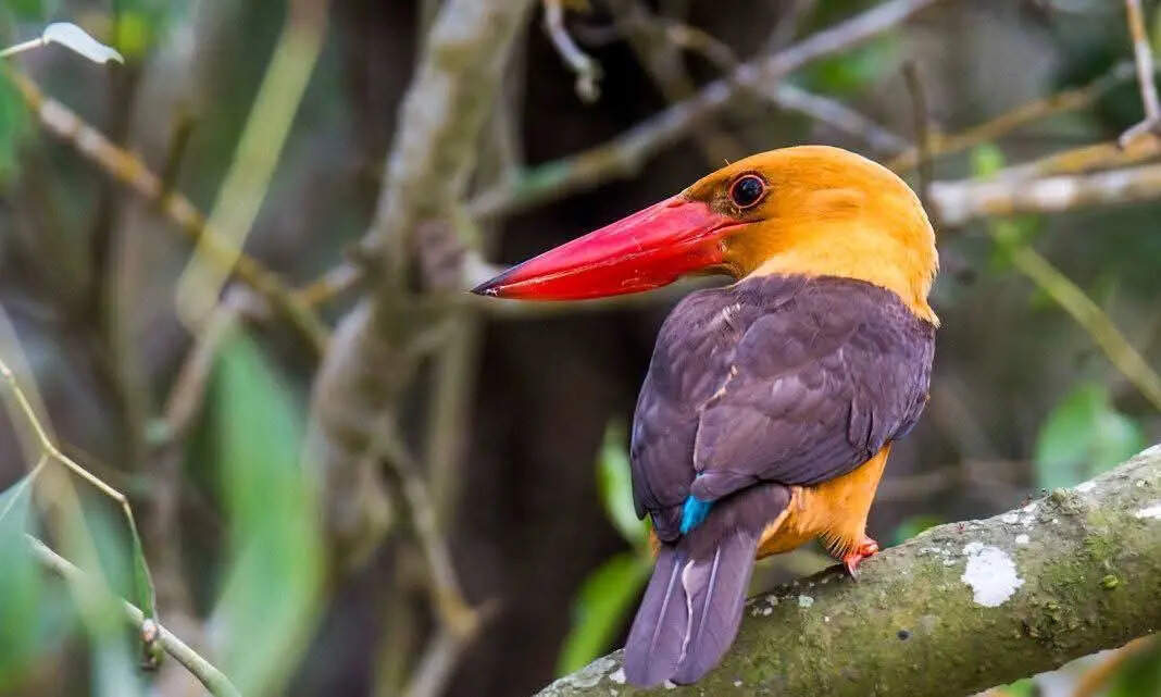 9b43142d-27c2-4176-bc1d-2e0bbef4f7b6_Brown_winged_Kingfisher_1.jpeg