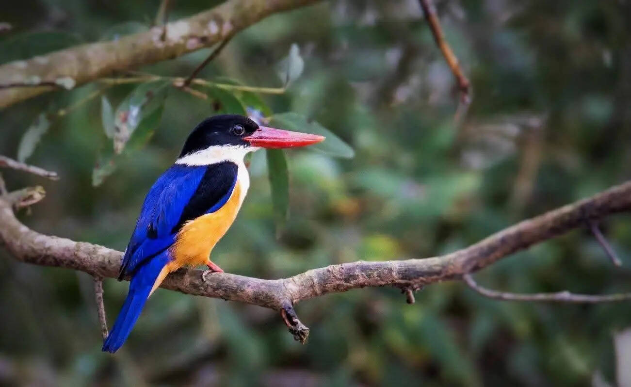 edb4c23b-6c8d-4333-813f-8e6f610d6ab8_Black-capped_Kingfisher_1.jpeg