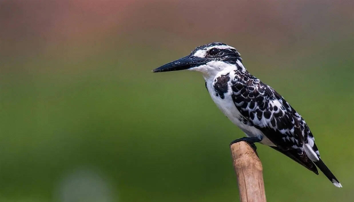 f3f834c1-cd3a-4e80-bd6f-3e6d5637a73c_Pied_kingfisher_1.jpeg