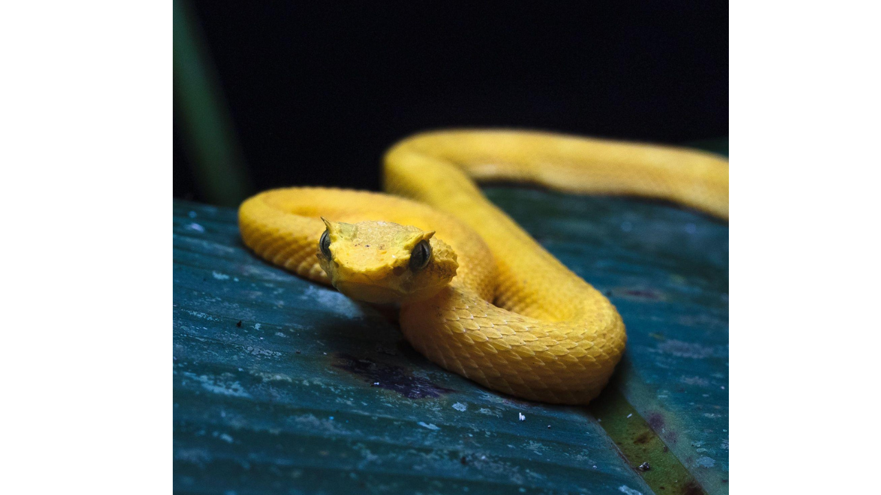 Disturbing facts about Snake Island: From tourist bans to chilling lighthouse legends