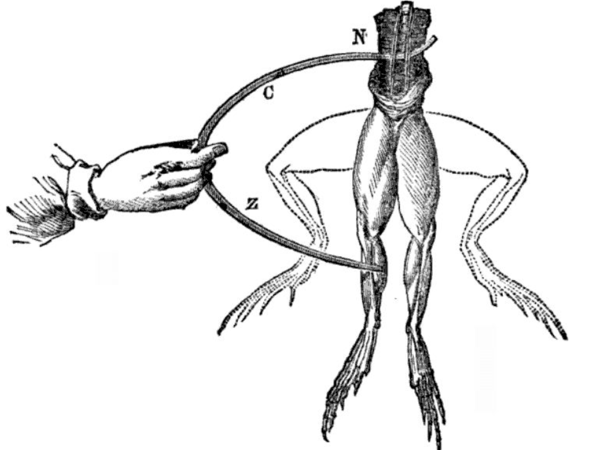 Galvani frogs legs