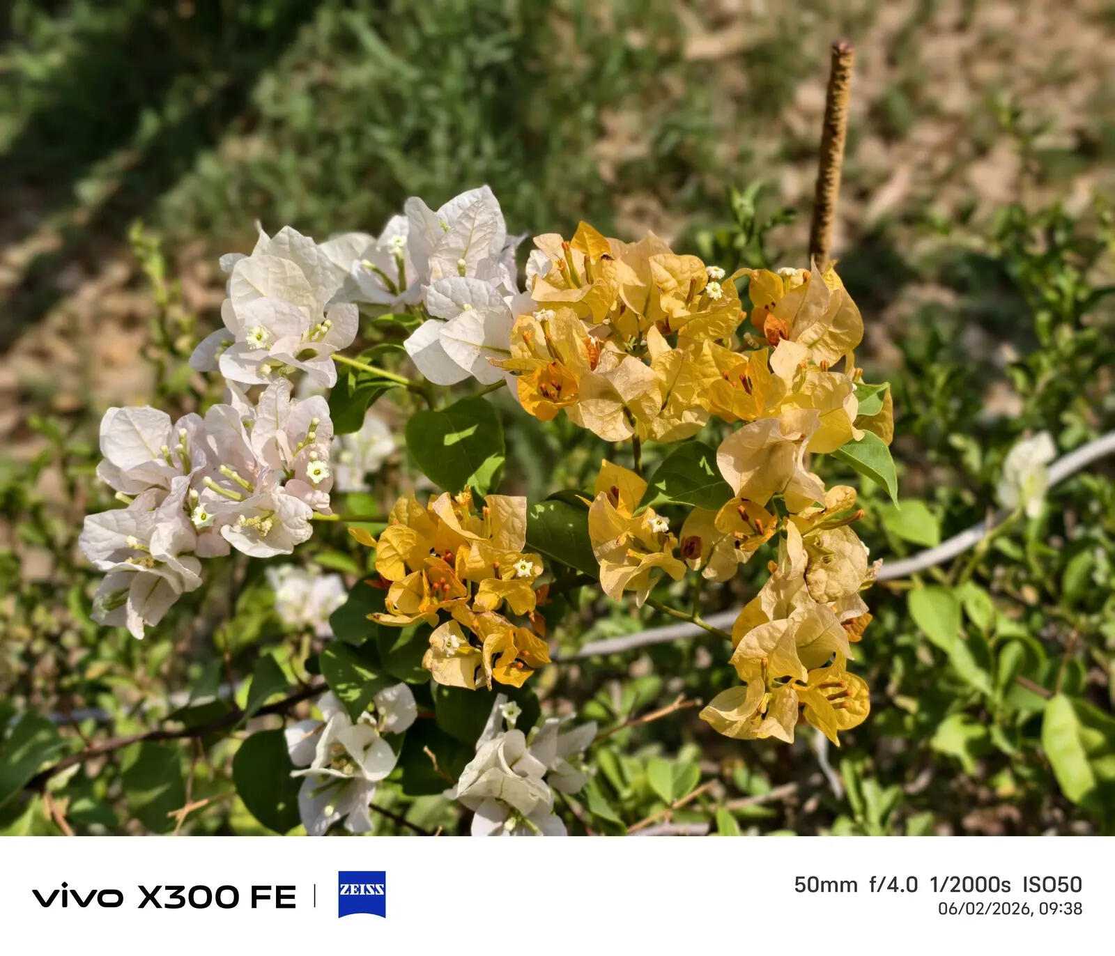 Vivo X300 FE camera sample