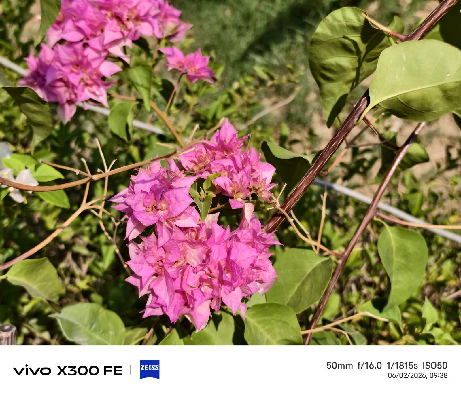 Vivo X300 FE camera sample