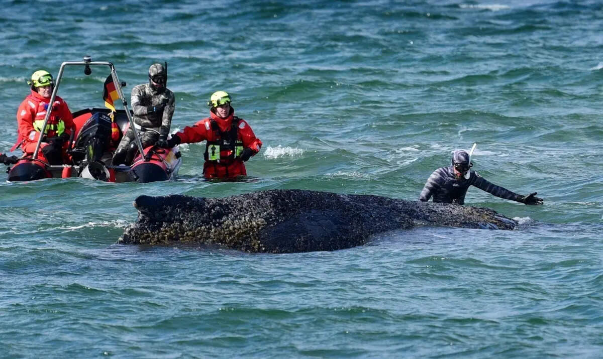 Rescue teams alongside the whale in shallow water