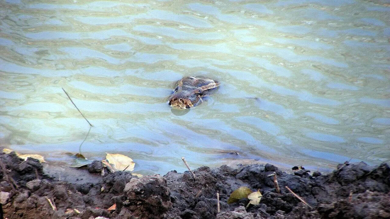 African rock python: Size, habitat, diet, and surprising facts about Africa’s largest snake