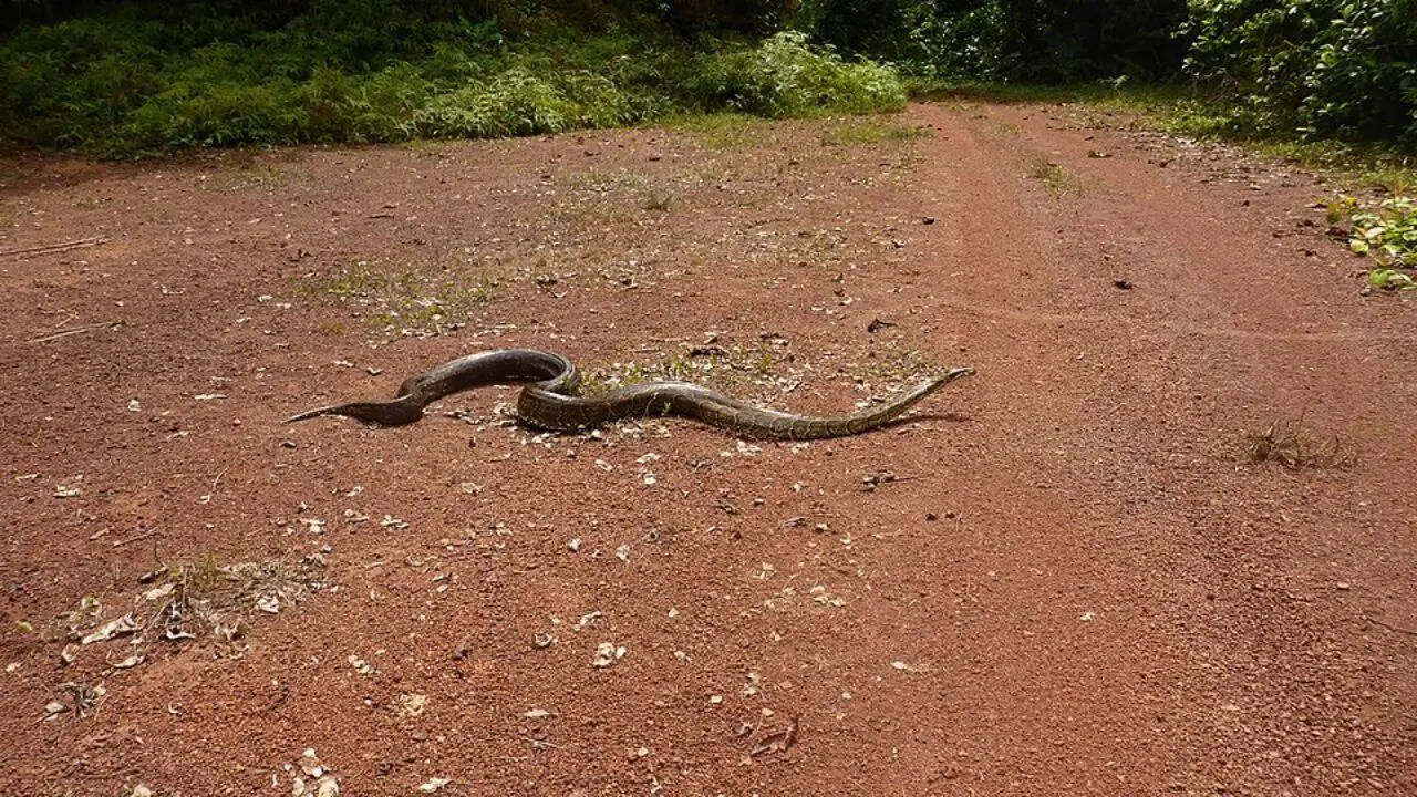 African rock python: Size, habitat, diet, and surprising facts about Africa’s largest snake