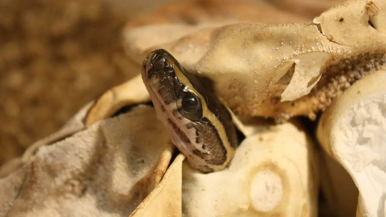 African rock python: Size, habitat, diet, and surprising facts about Africa’s largest snake