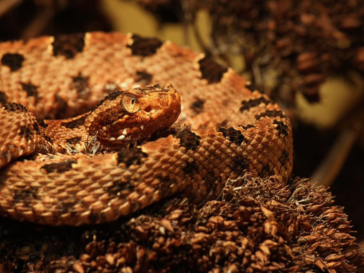 Image of Pygmy Rattlesnake