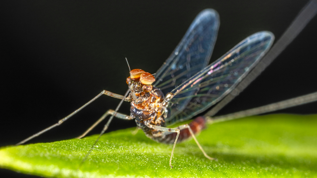 Mayfly