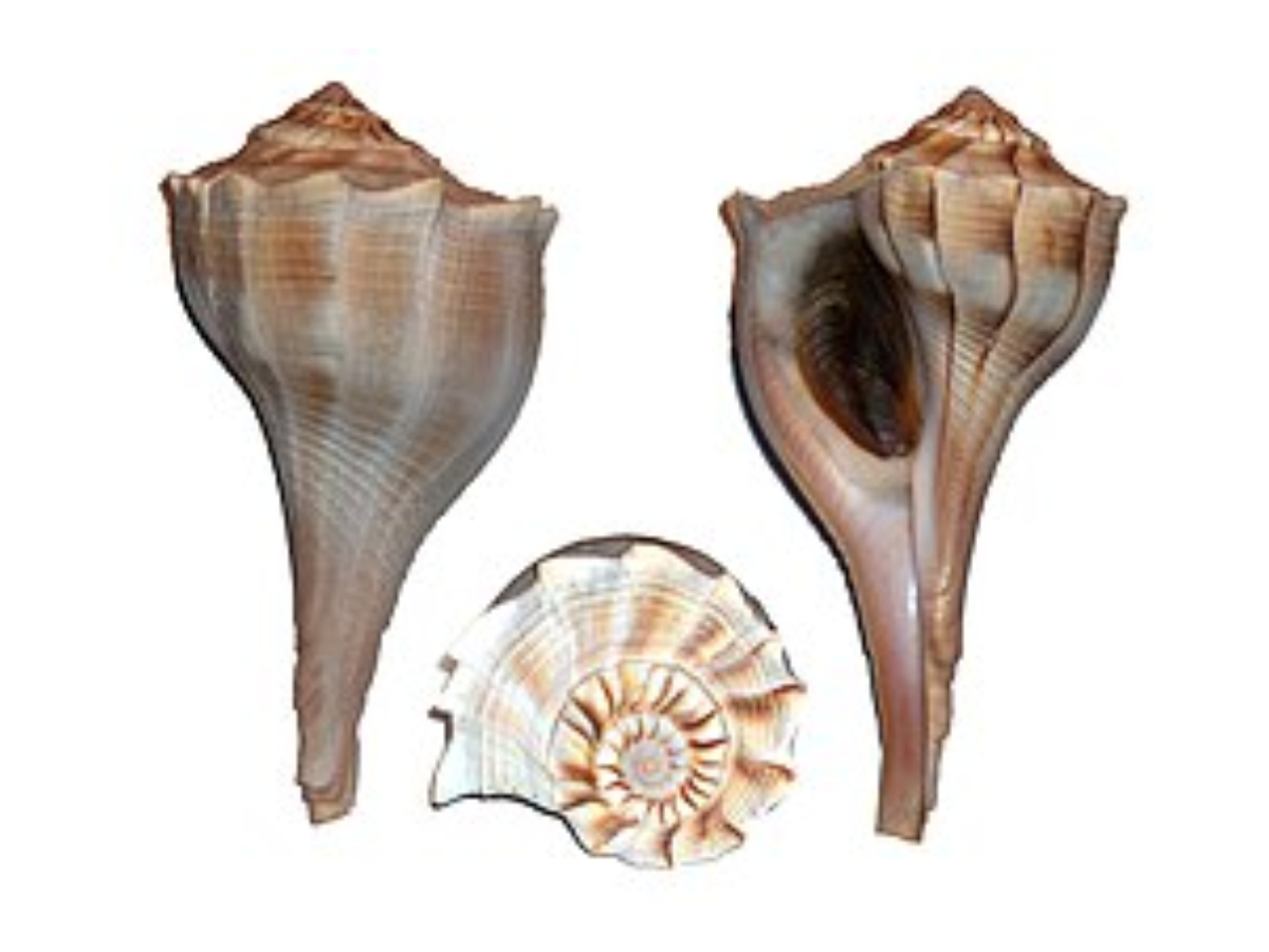 Sinistrofulgur perversum