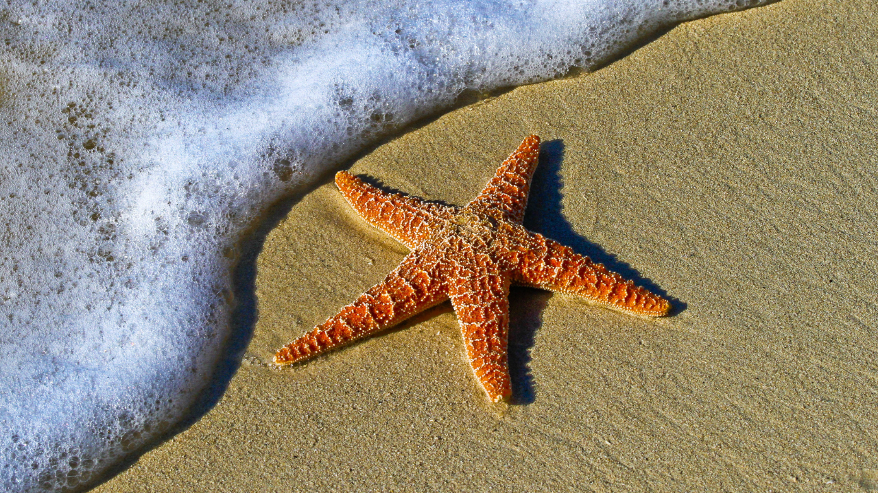 Star fish