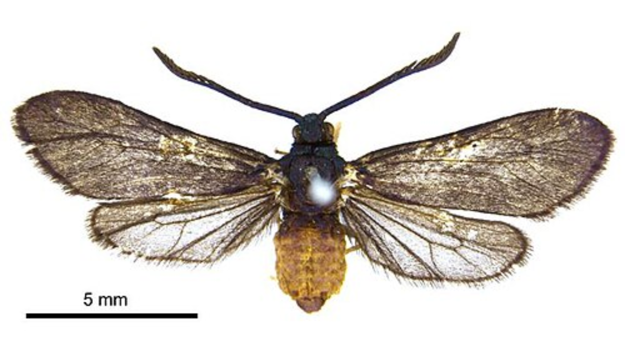 They introduced a fly to save Fiji's coconuts—then an entire species vanished