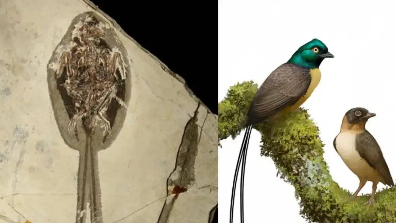 121-million-year-old bird fossil stuns scientists with tail feathers twice the length of its body