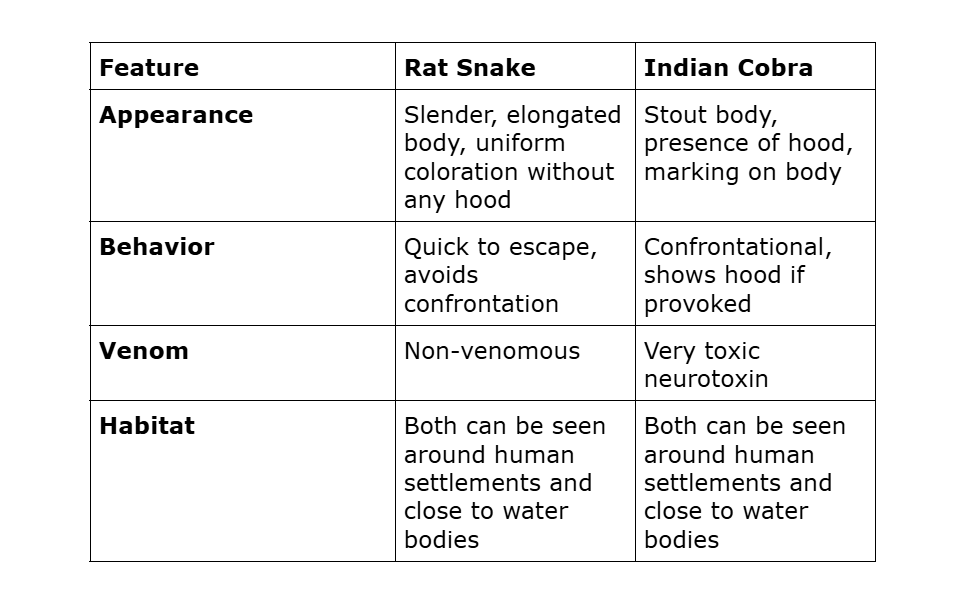 Rat snake vs Indian cobra: Key identification differences