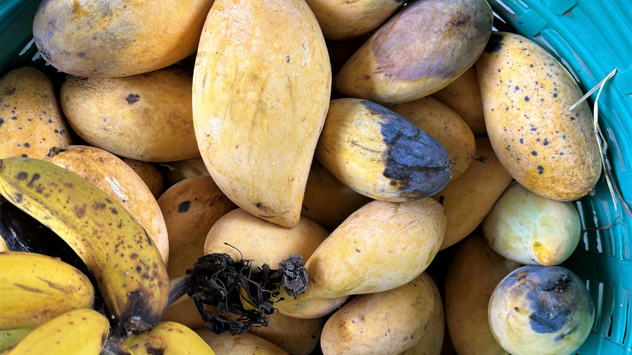 rotten mangoes