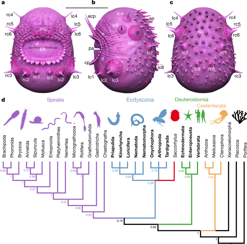 Reconstruction-and-phylogenetic-interpretation-of-S-coronarius-a-c-Reconstructions