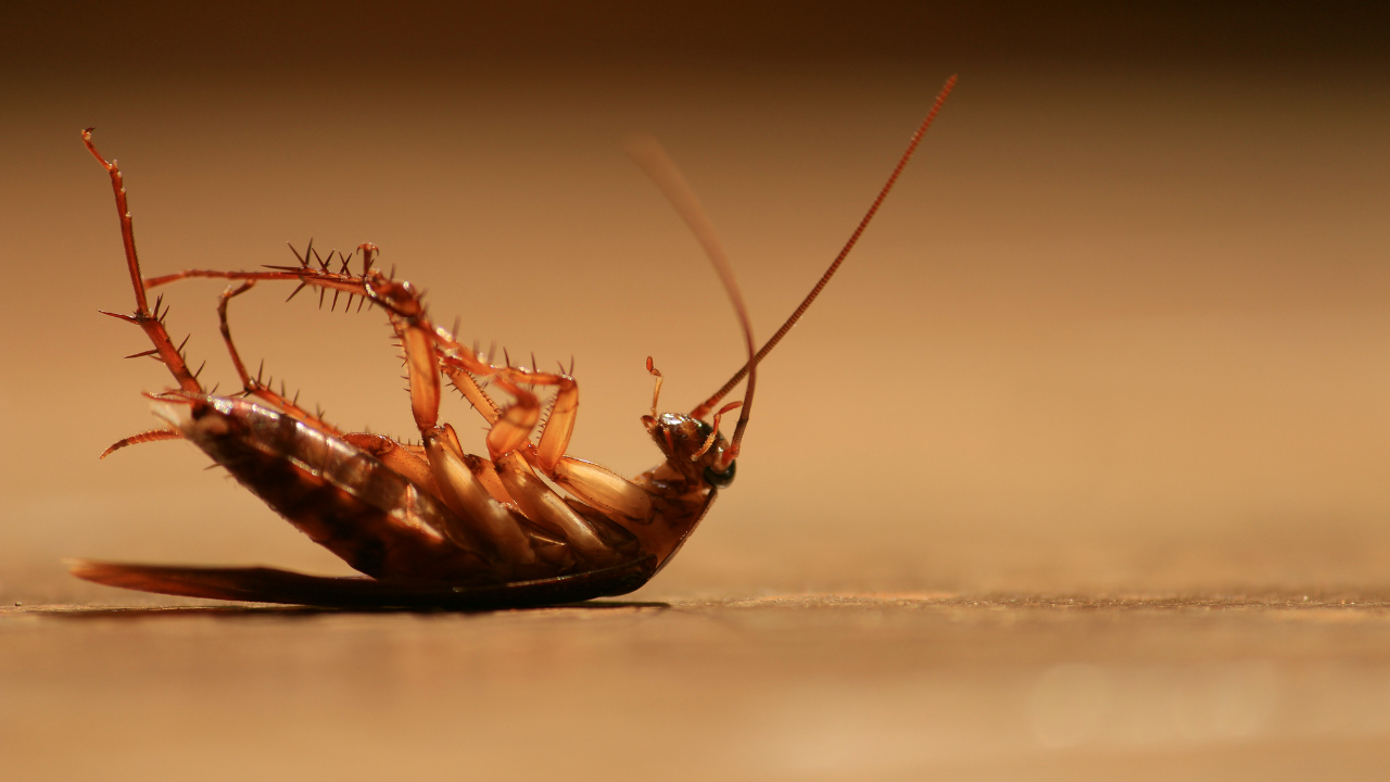 cockroach