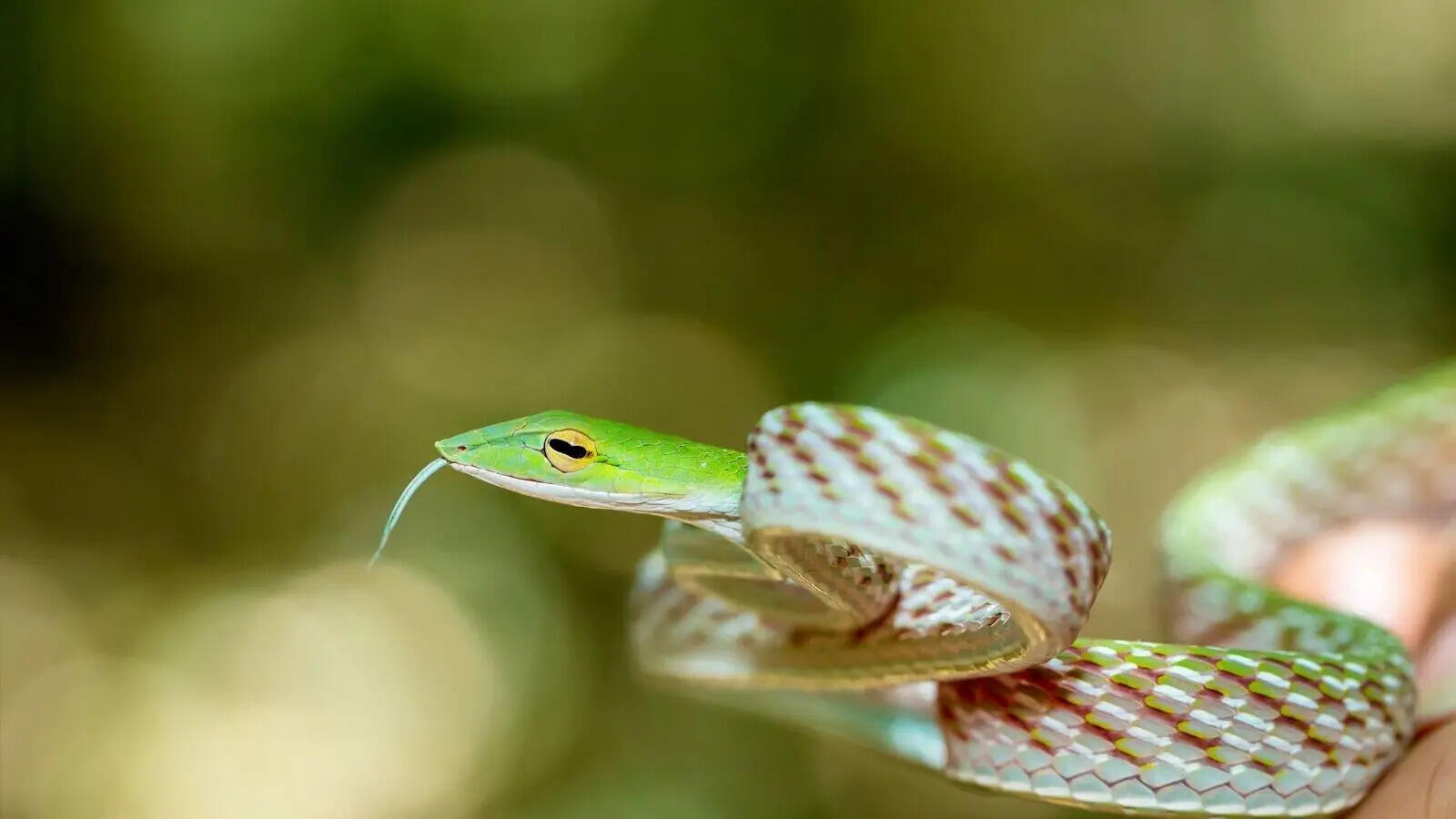 Look up before you walk: 5 snakes that spend most of their lives in trees