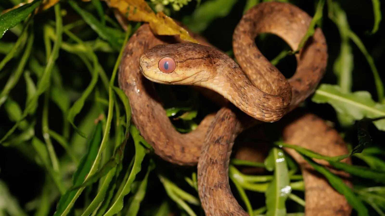 Look up before you walk: 5 snakes that spend most of their lives in trees