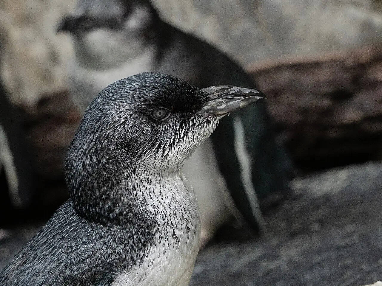 2025-03-12_Eudyptula_minor_Auckland_Zoo_01