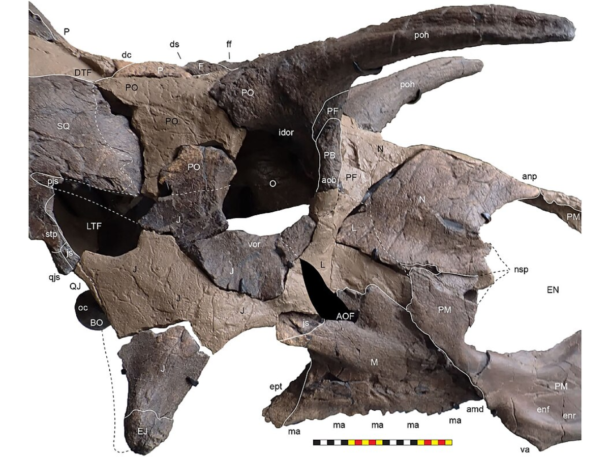 Right circumorbital region of Lokiceratops rangiformis Wikimedia Commons