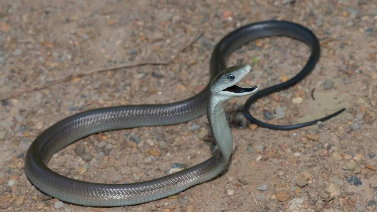 Black mamba