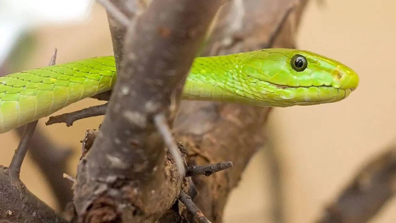 Green Mamba