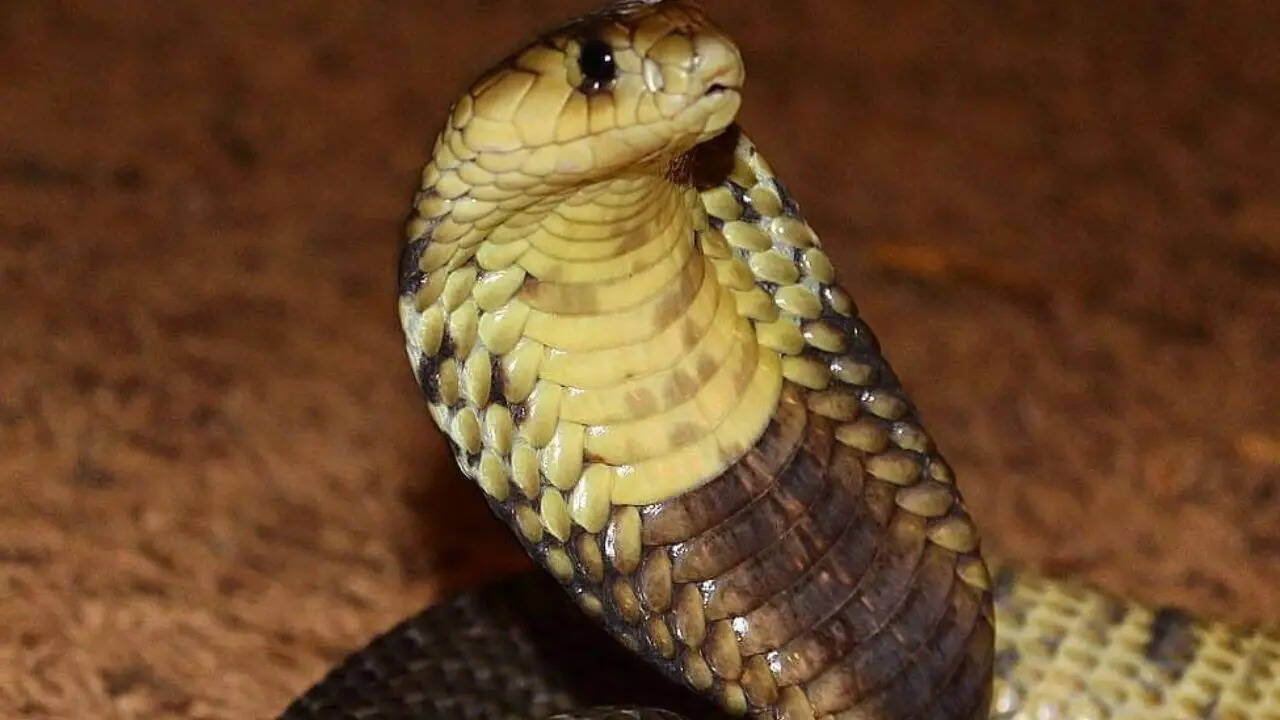 Snouted Cobra