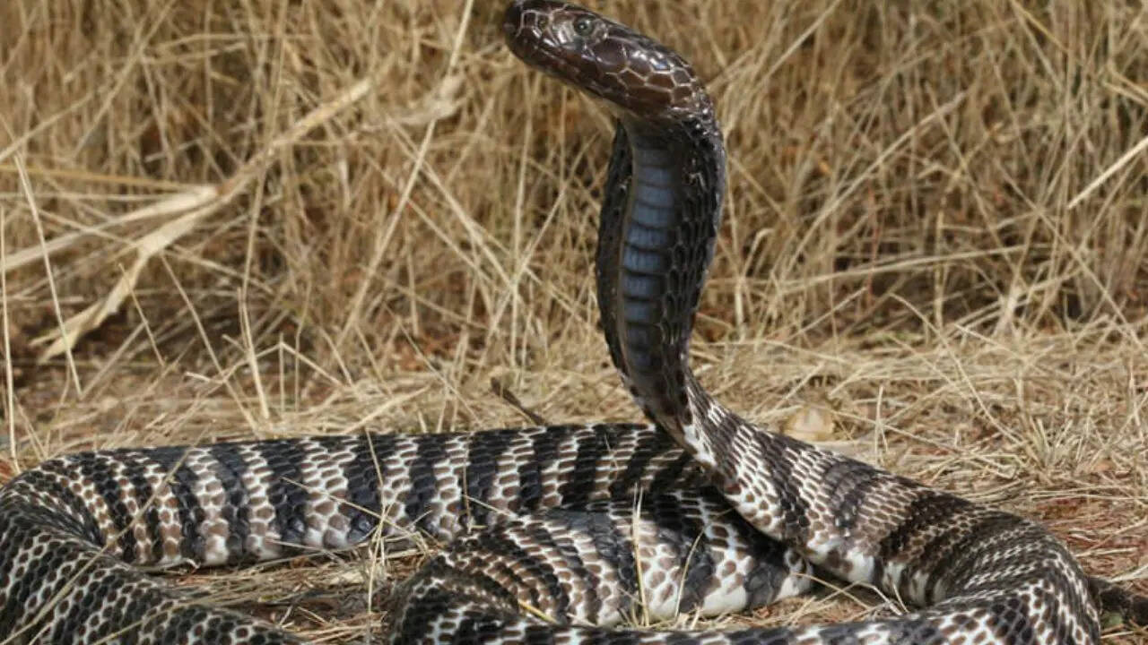 Zebra Cobra