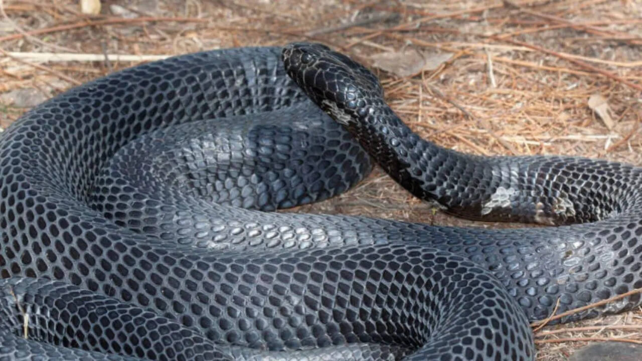 Black-necked Spitting Cobra