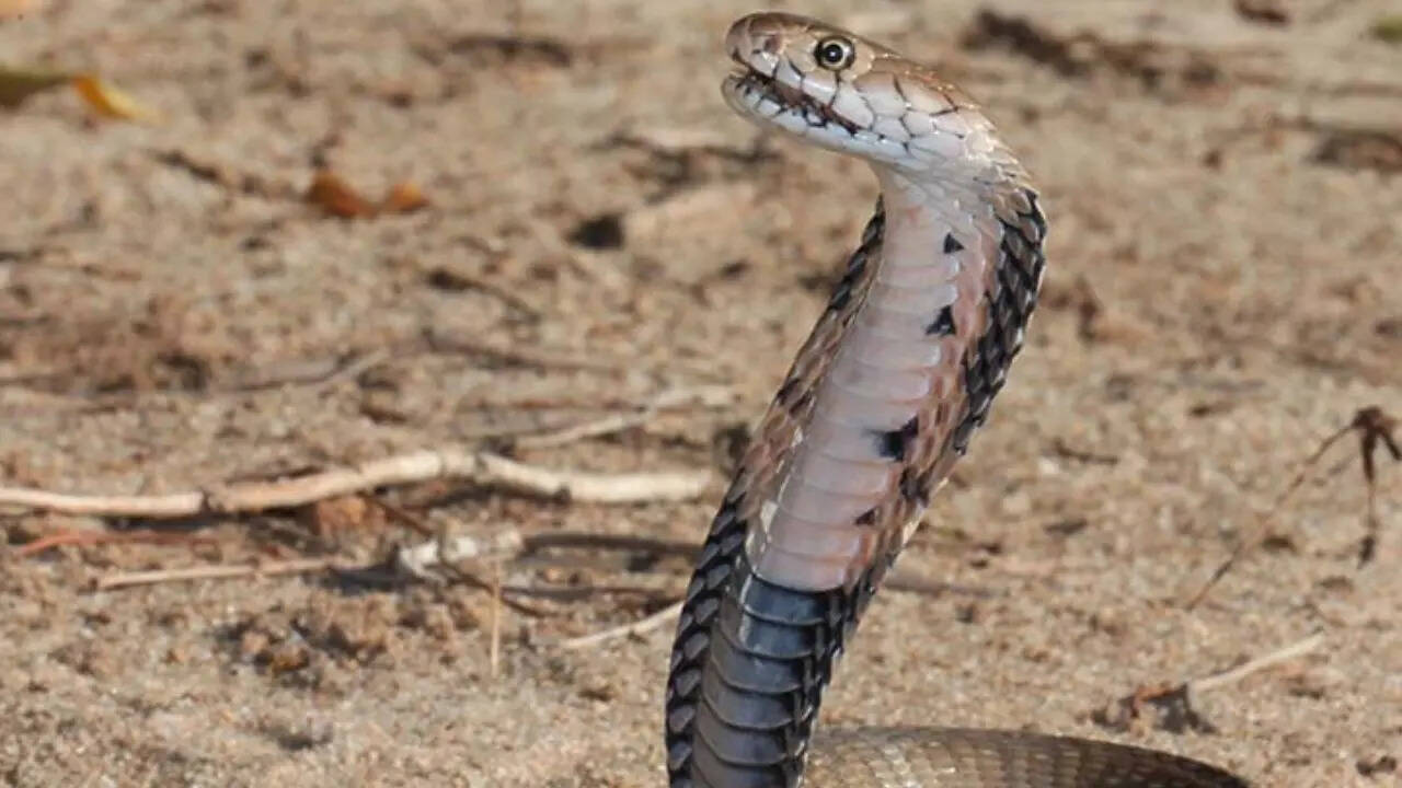 Mozambique Spitting Cobra
