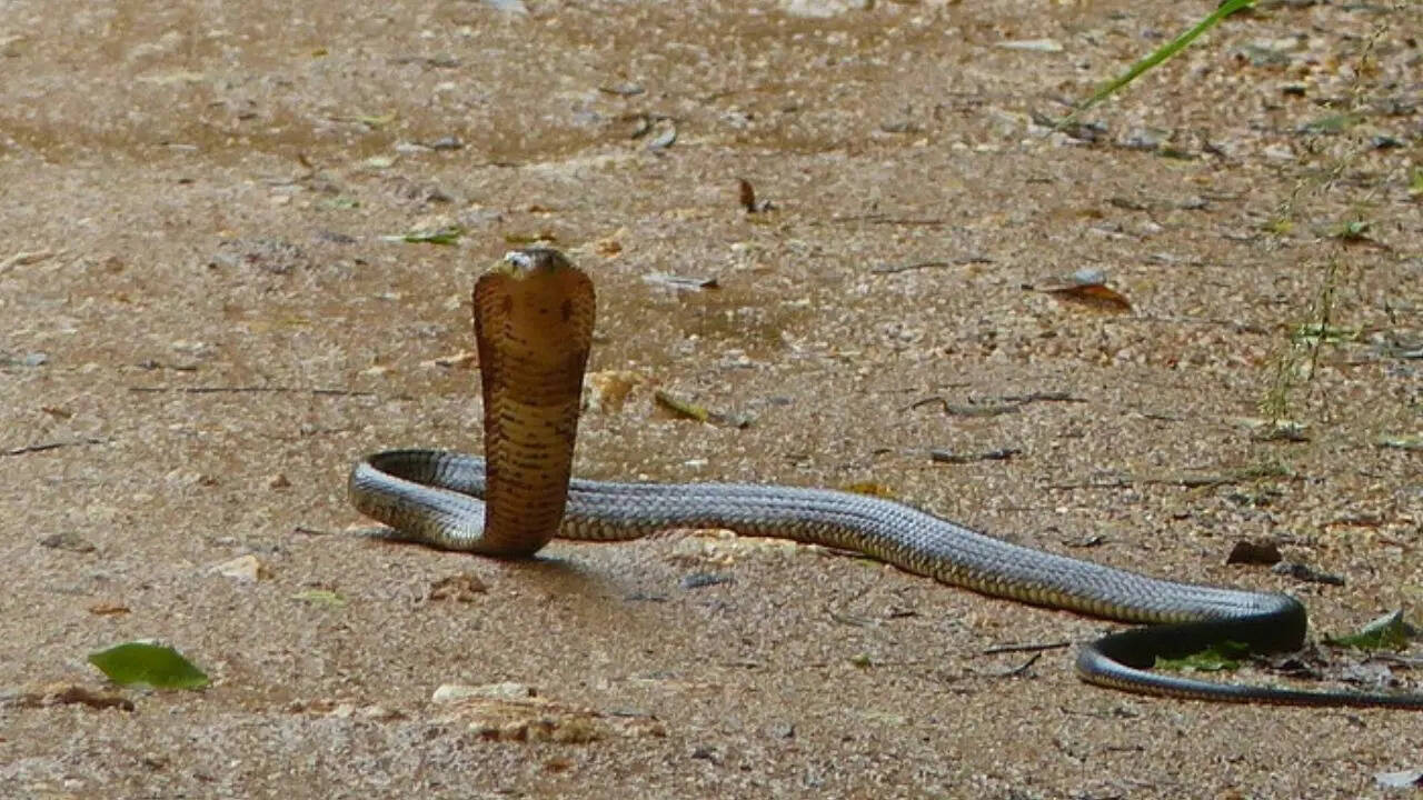Brown Forest Cobra