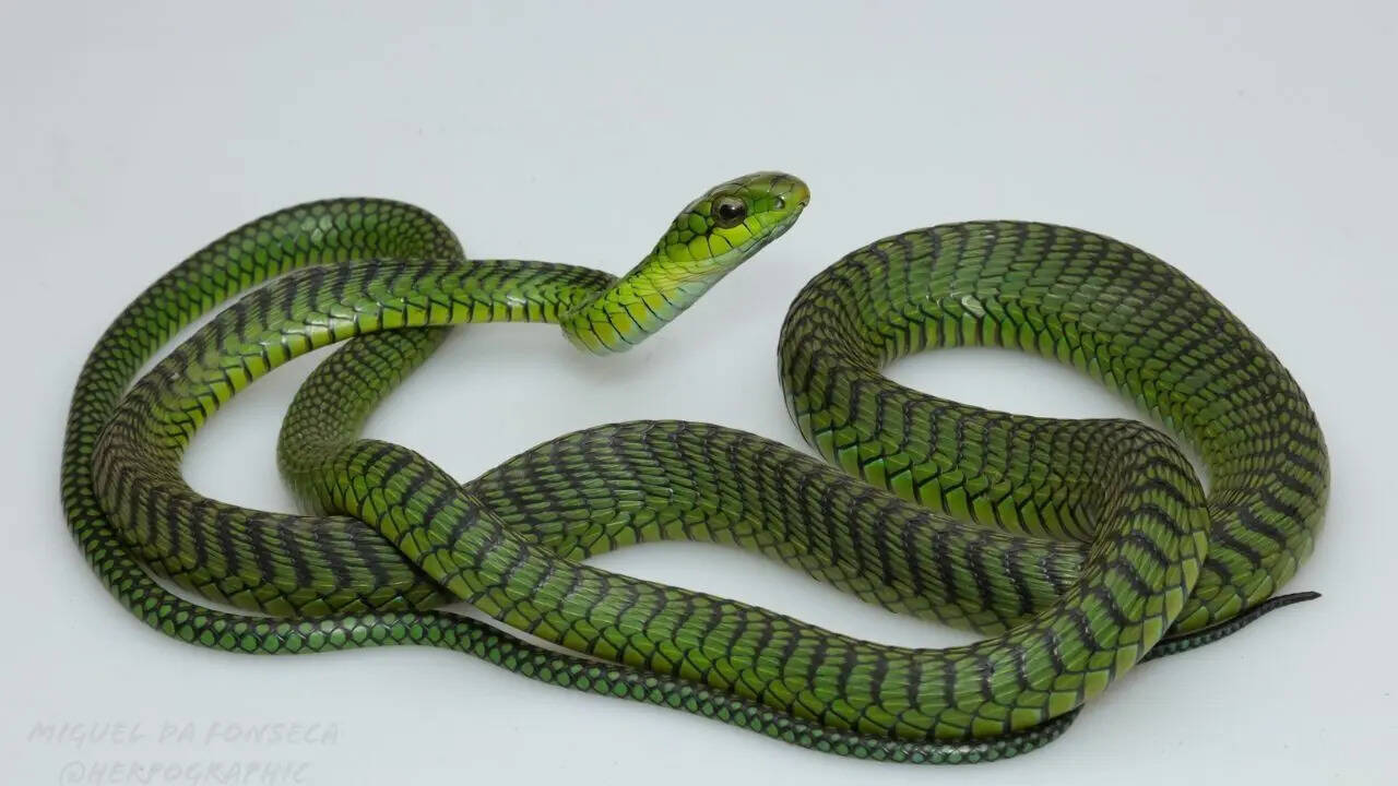 Boomslang