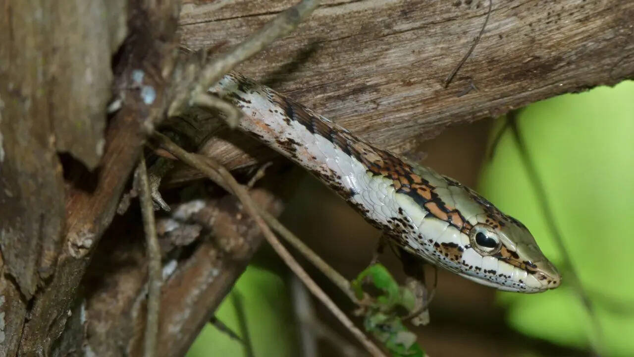 Southern Vine Snake