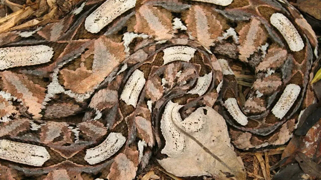 Gaboon Adder