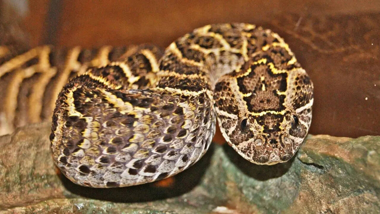 Puff Adder