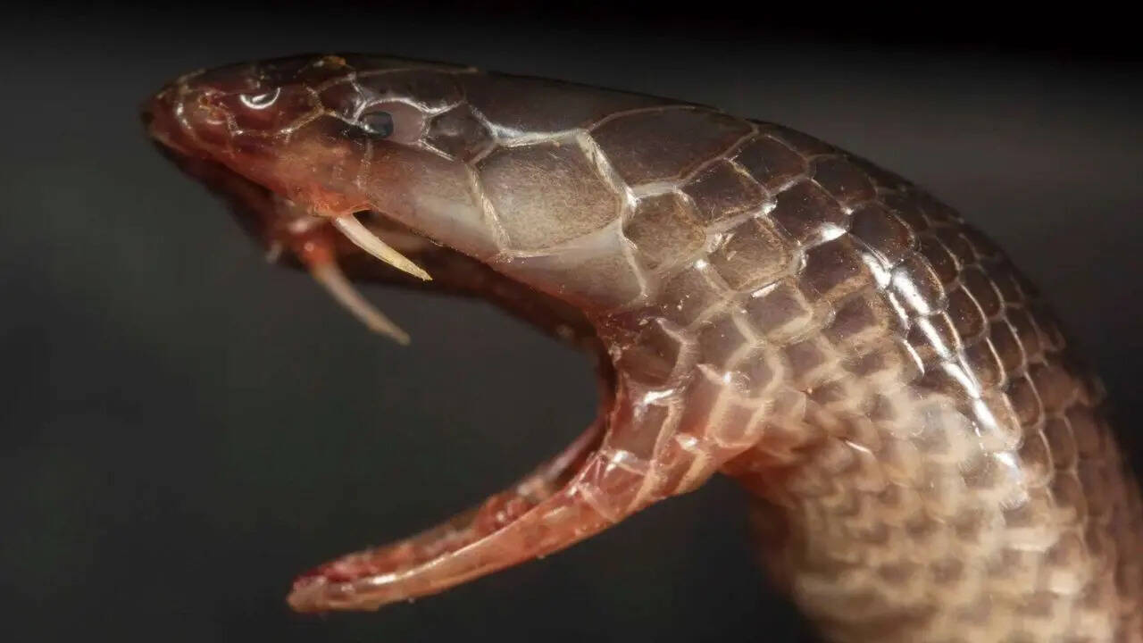 Bibron’s Stiletto Snake