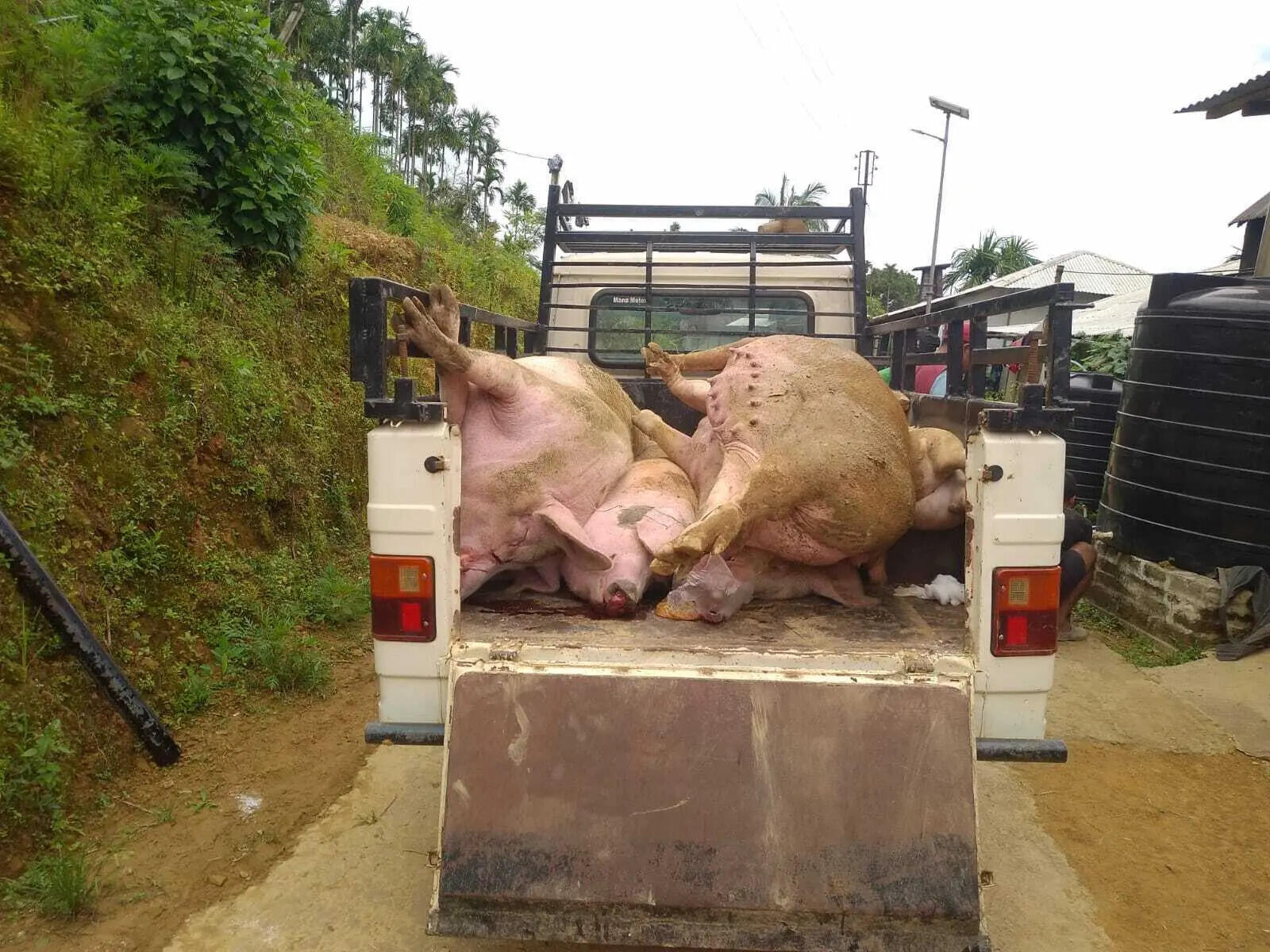c0a14db4-e944-45f2-9399-215fa1d5c62e_ASF_victims_being_transported_for_burial.jpeg