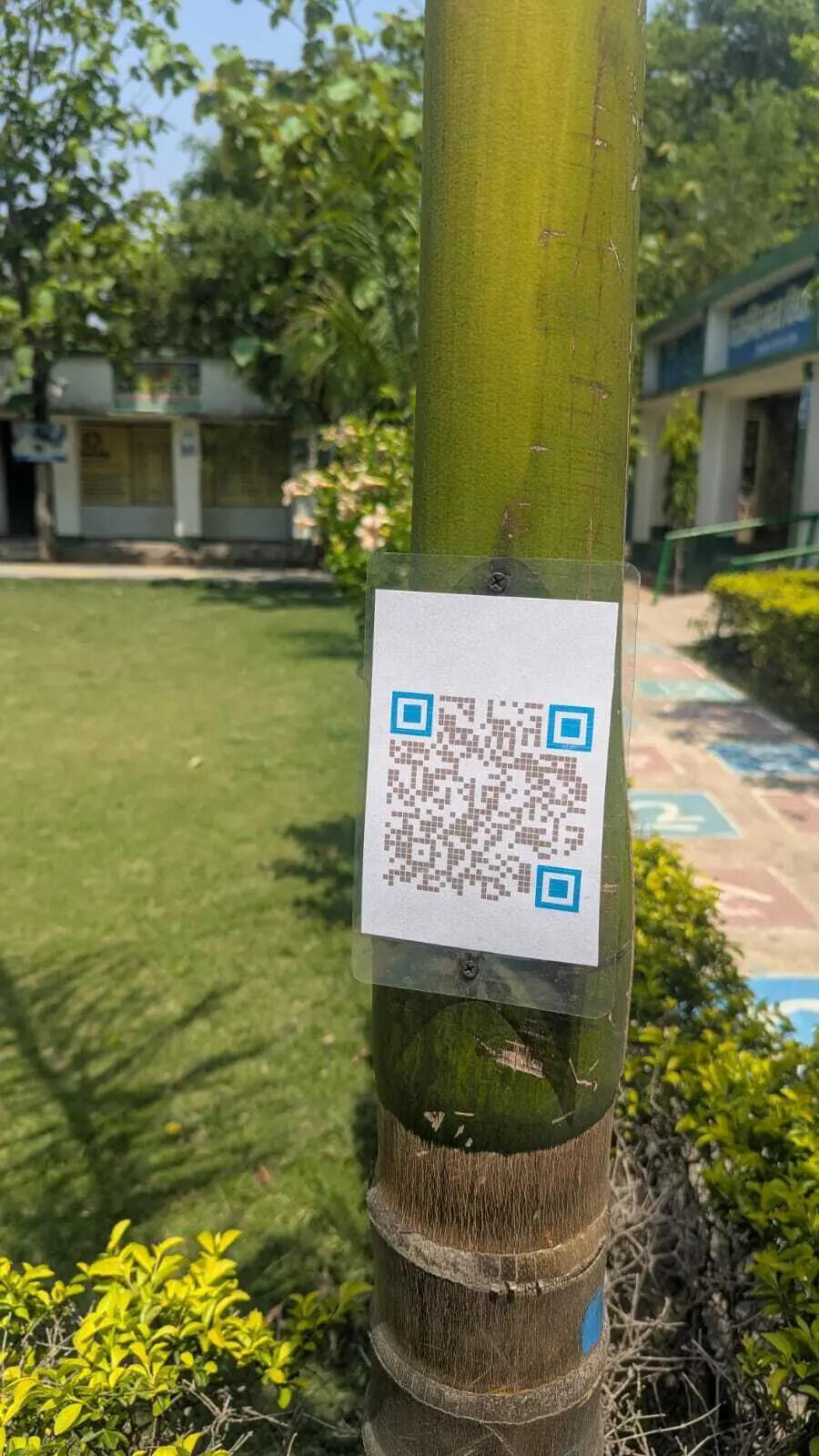 2d546239-0a0f-42a0-a339-82feda894d12_A_tree_carrying_the_bar_code.Vishvendu_Jaipuriar.jpg