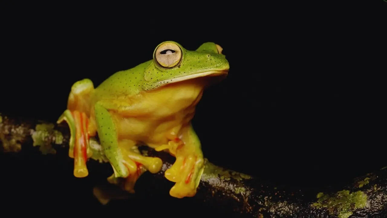 Malabar Gliding Frog
