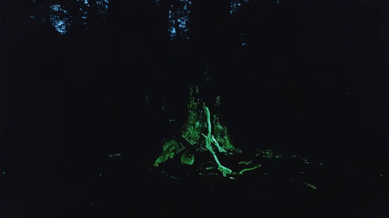 Bioluminescent fungi in the forest