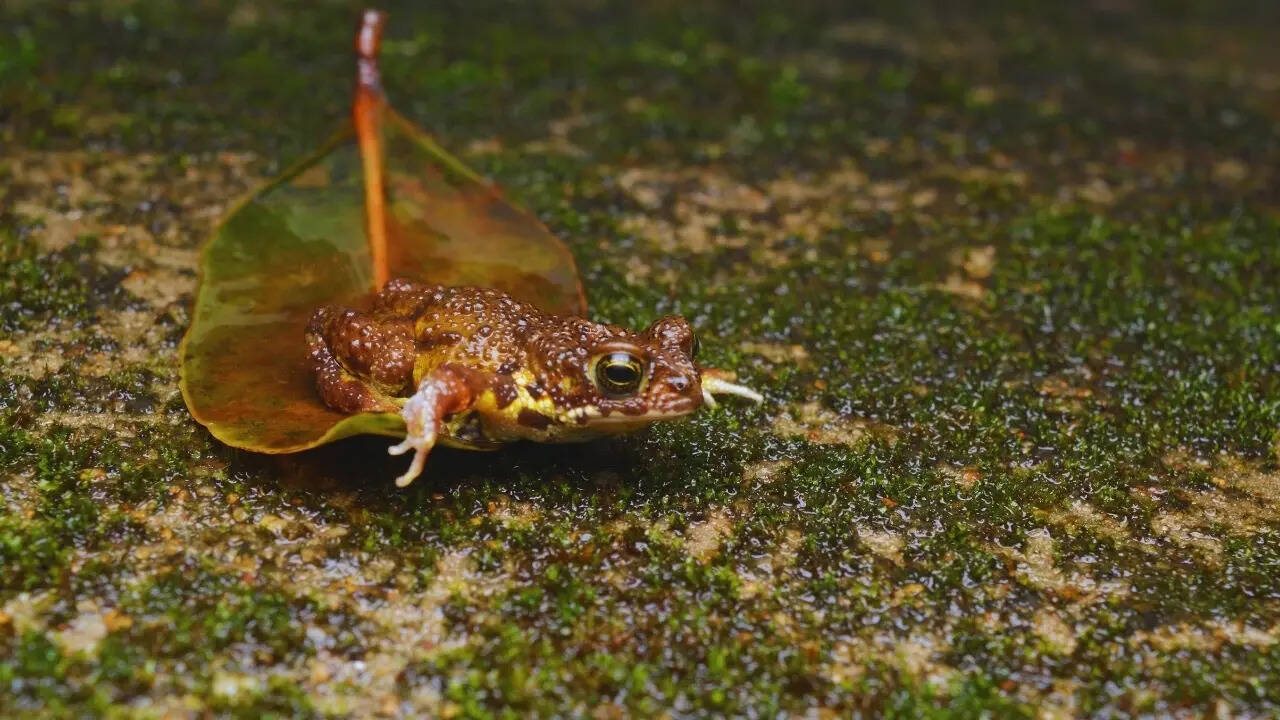 Critically endangered Amboli toad
