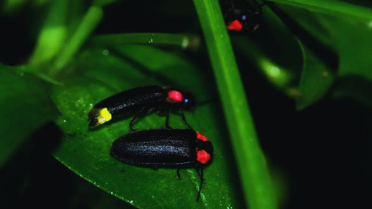 Fireflies in the forest