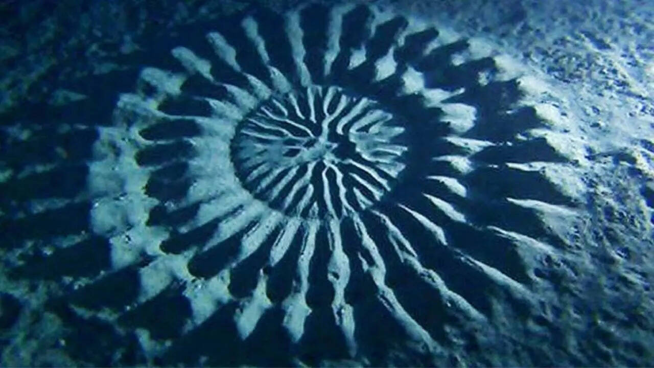 White-spotted pufferfish