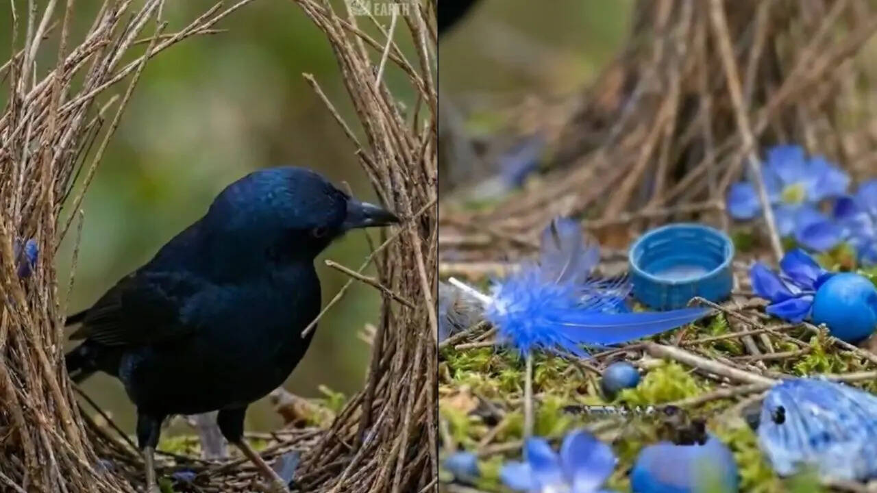 Bowerbird