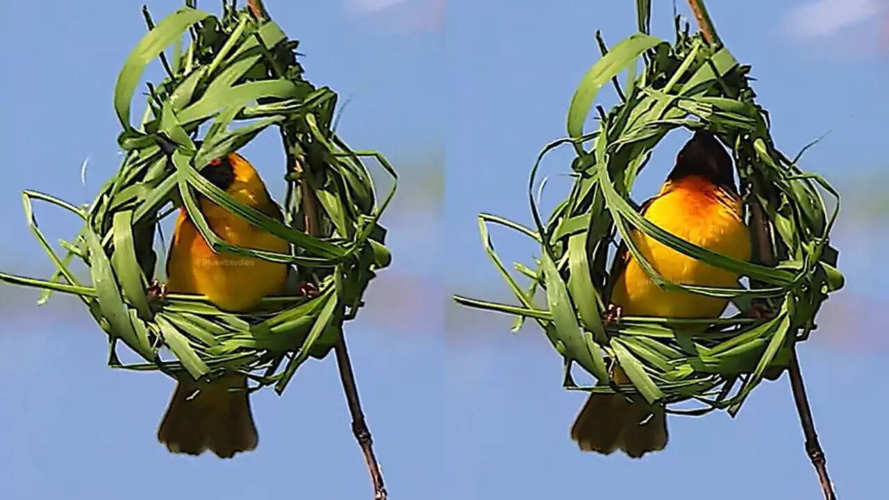 Village Weaver