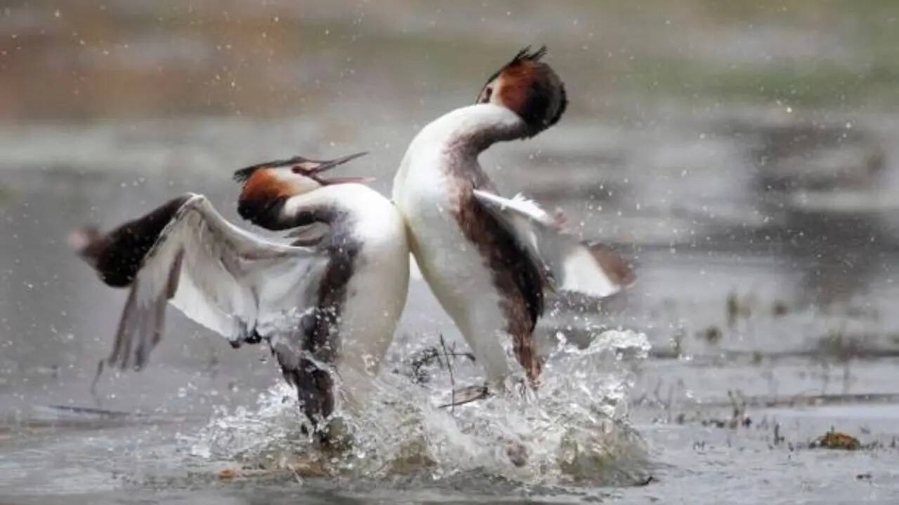 The Great Crested Grebe