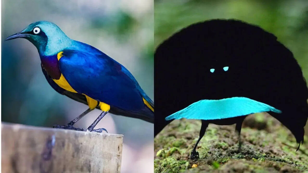 Vogelkop superb bird-of-paradise