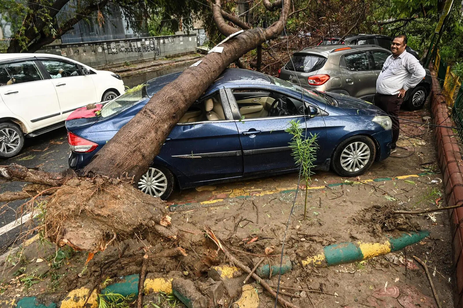 4TREE FELLDOWN-9.jpg